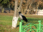 30-IMG_6654_Znayut vorony 1.JPG